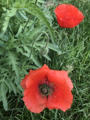 Papaver orientale