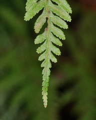Pteris epaleata