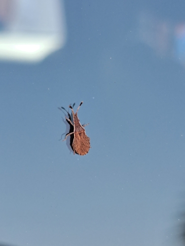 Spathocera lobata