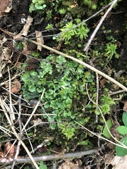 Marchantia polymorpha montivagans