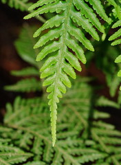 Pteris epaleata