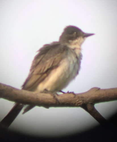 Eastern Kingbird observed by martyndrabik
