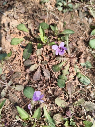 Viola prionantha, photograph 3