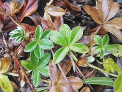 Alpinae