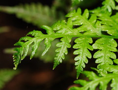 Pteris epaleata