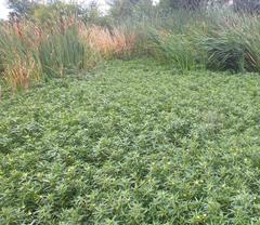 Ludwigia adscendens diffusa