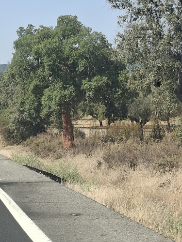 cork oak