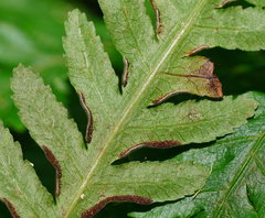 Pteris epaleata