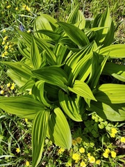 Veratrum dahuricum