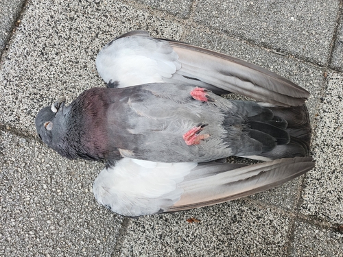 Feral Pigeon observed by campbellfmh