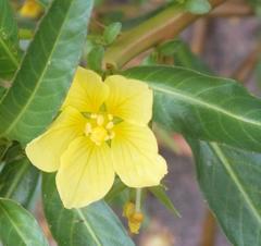 Ludwigia adscendens diffusa