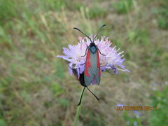 Zygaena minos