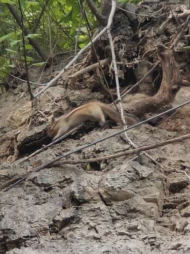 Siberian Chipmunk