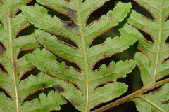 Pteris epaleata