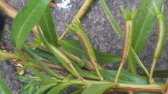 Ludwigia adscendens diffusa
