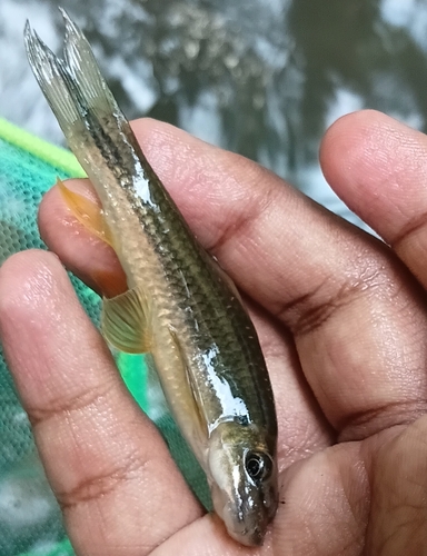 Ceylon Logsucker