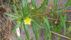 Ludwigia adscendens diffusa