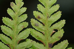 Pteris epaleata