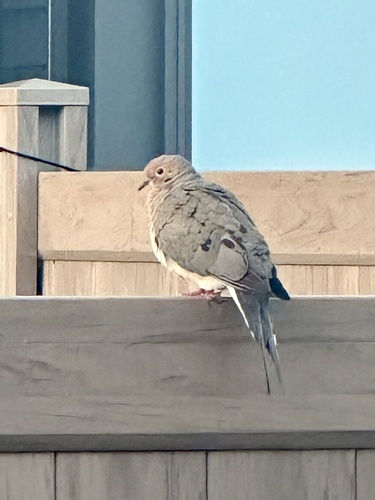 Mourning Dove observed by raysnook