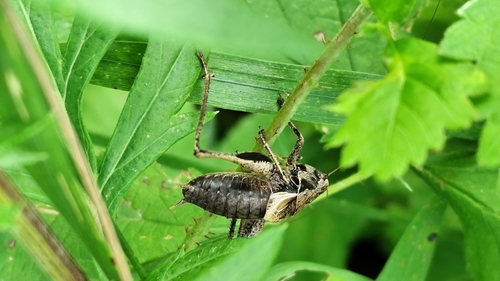 Dark Bush-cricket