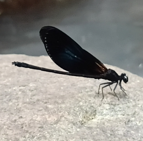 Shining Gossamerwing