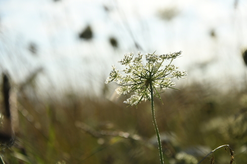 wild carrot