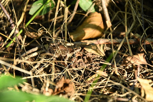 European Common Frog