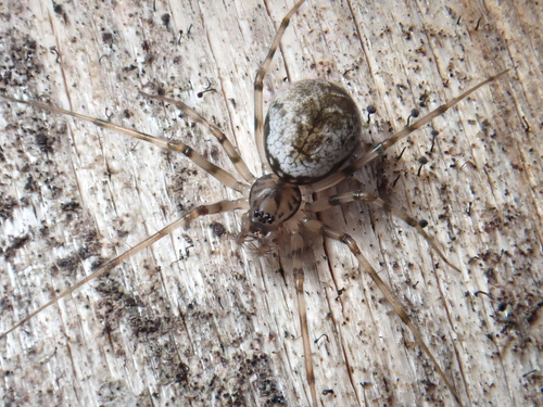 Invisible Spider