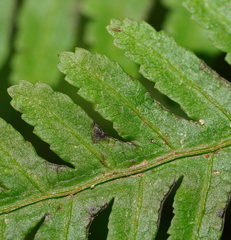 Pteris epaleata