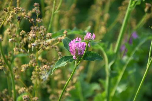 Red Clover