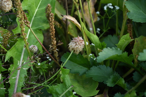 Strawberry clover