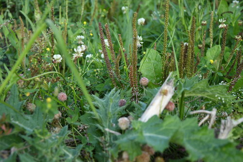 greater plantain