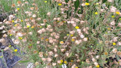 Pulicaria scabra