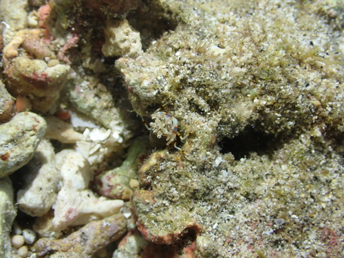 Gnathophyllum americanum observed 2026-08-13