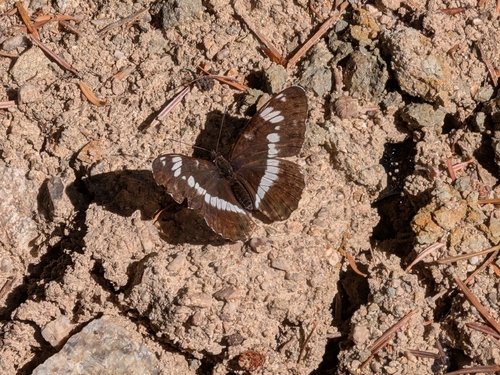 Eurasian White Admiral