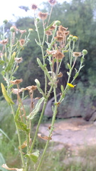 Pulicaria scabra