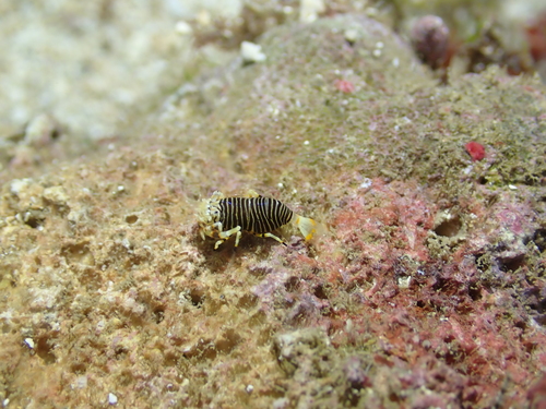 Gnathophyllum americanum observed 2026-08-13
