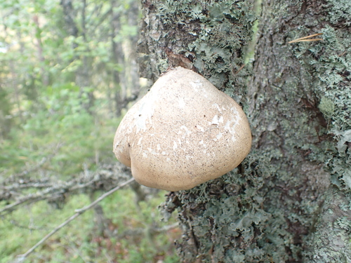 birch polypore
