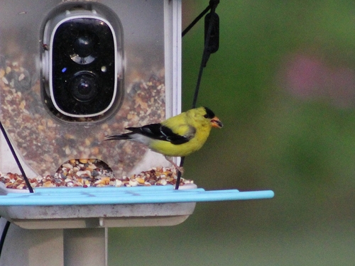 American Goldfinch observed by noahnadeaume