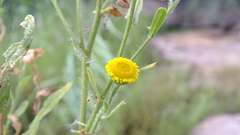 Pulicaria scabra