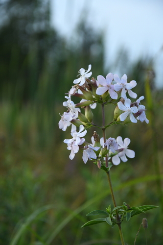 common soapwort