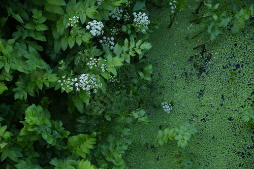 cutleaf water parsnip