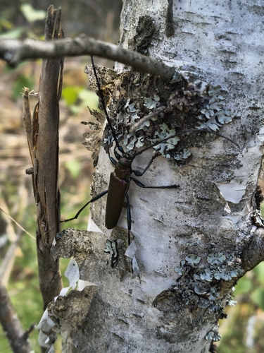 Musk beetle