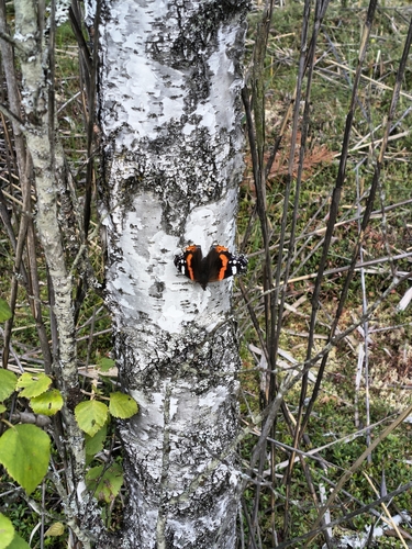 Red Admiral