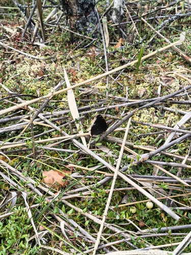 Mourning Cloak