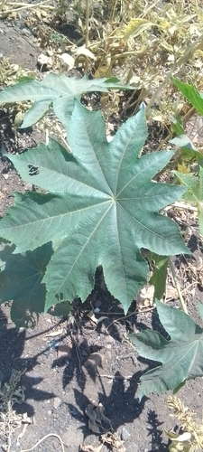 castor bean