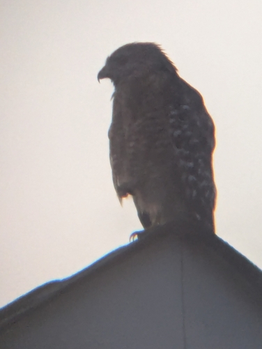 Red-shouldered Hawk observed by climber-haeberle