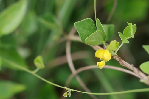 Dunbaria punctata observed 2026-08-13