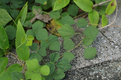 Dunbaria punctata observed 2026-08-13