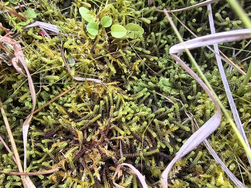 Tufted Fen-moss